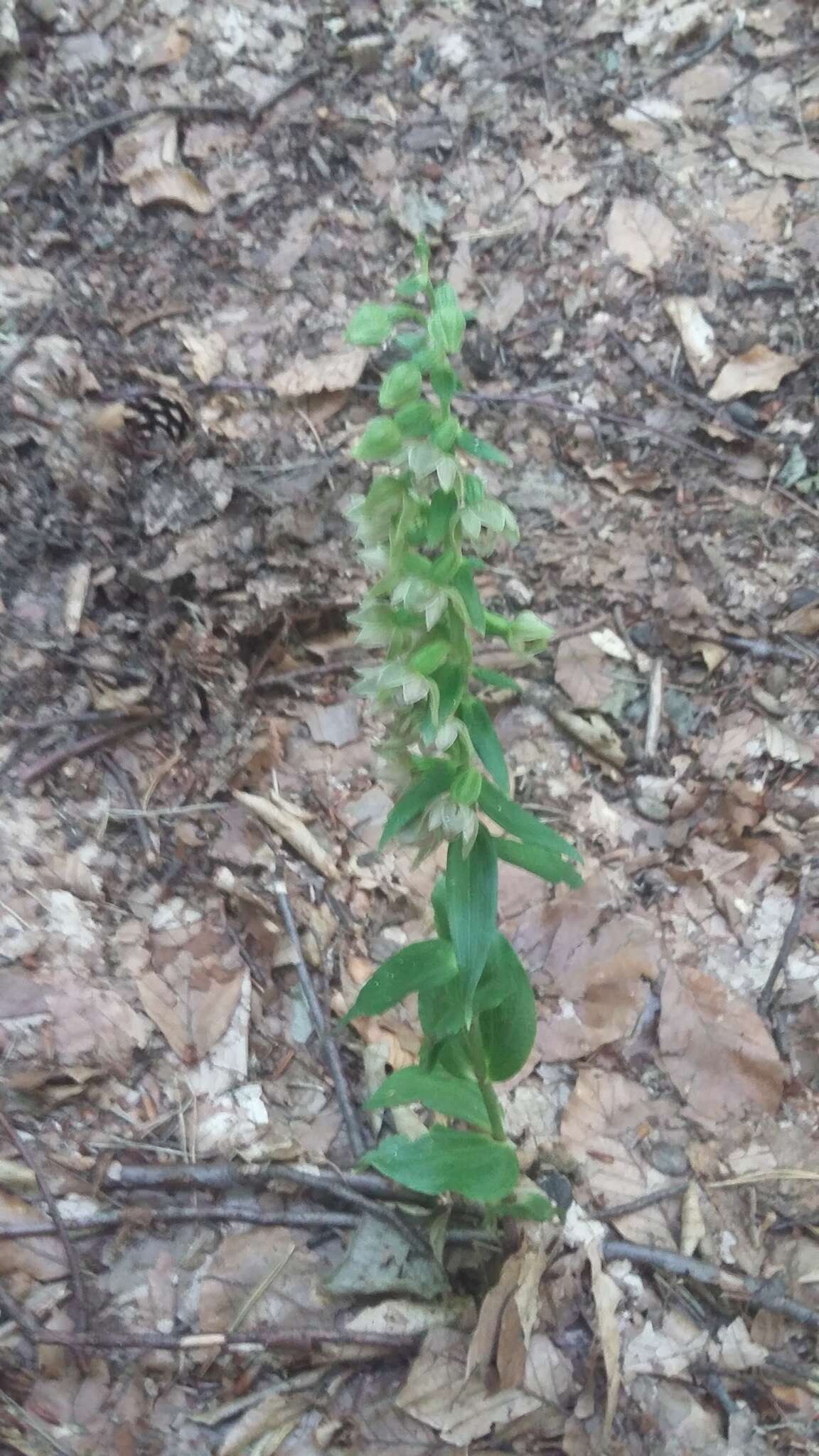 Image of Narrow-lipped helleborine