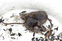 Peromyscus keeni (Rhoads 1894) resmi