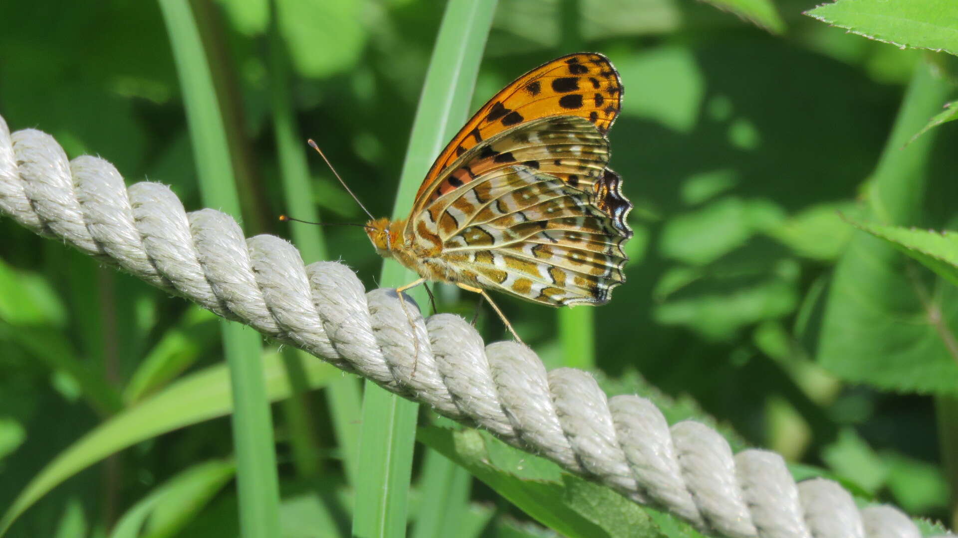 Image of Argynnis hyperbius