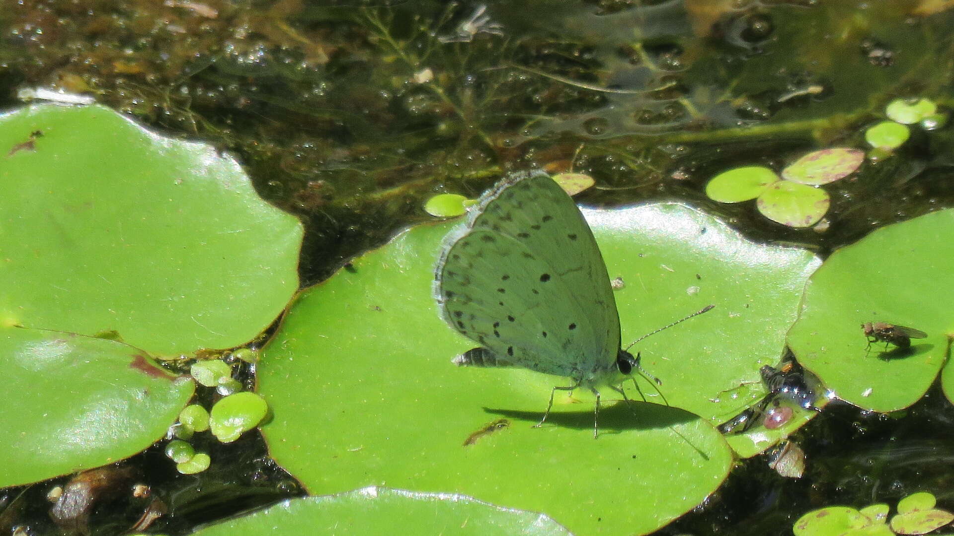 Image of holly blue