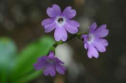 Слика од Primula carniolica Jacq.