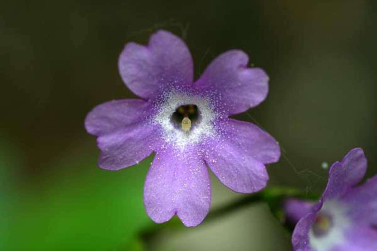 Слика од Primula carniolica Jacq.