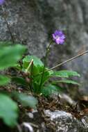 Слика од Primula carniolica Jacq.