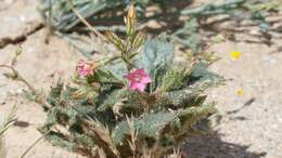 Image of broadleaf gilia