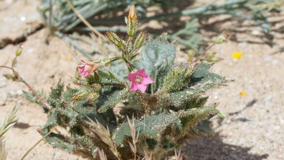 Image of broadleaf gilia