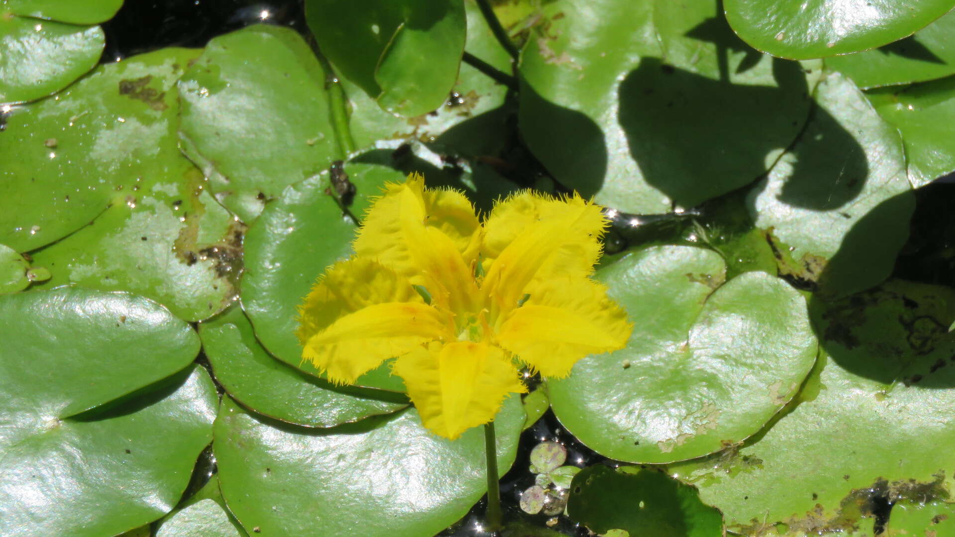 Image of yellow floatingheart