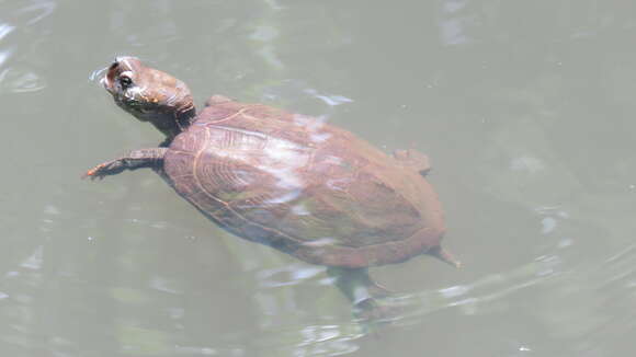 Image of Chinese Pond Turtle