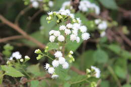 Image of Ageratina tenuis (R. E. Fr.) R. King & H. Rob.