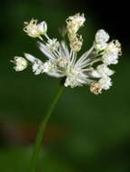 Imagem de Astrantia carniolica Jacq.