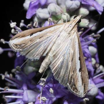 Euclasta splendidalis Herrich-Schäffer 1848 resmi