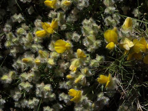 Image of Echinospartum