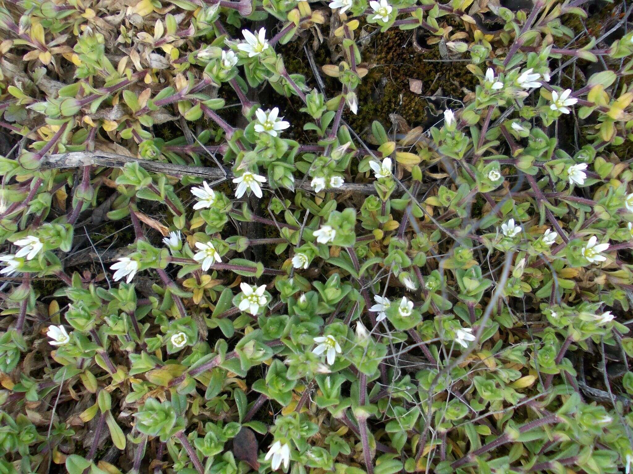 Image of Cerastium glutinosum Fries