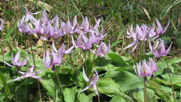 Image of Erythronium japonicum Decne.