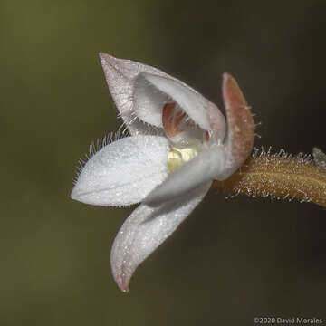 Imagem de Cranichis ciliilabia C. Schweinf.