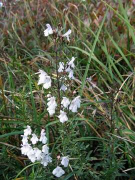 Image of perennial savory