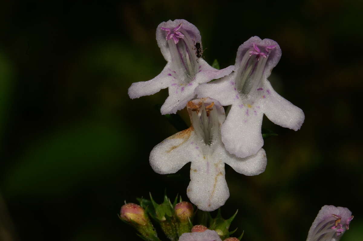 Image of perennial savory