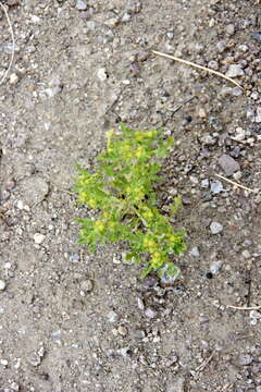 Image of Nevada sumpweed