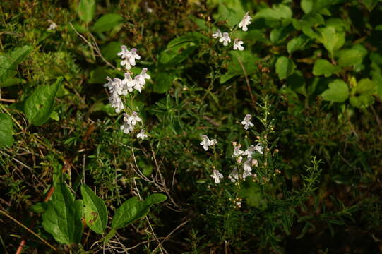 Image of perennial savory