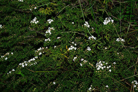 Image of perennial savory