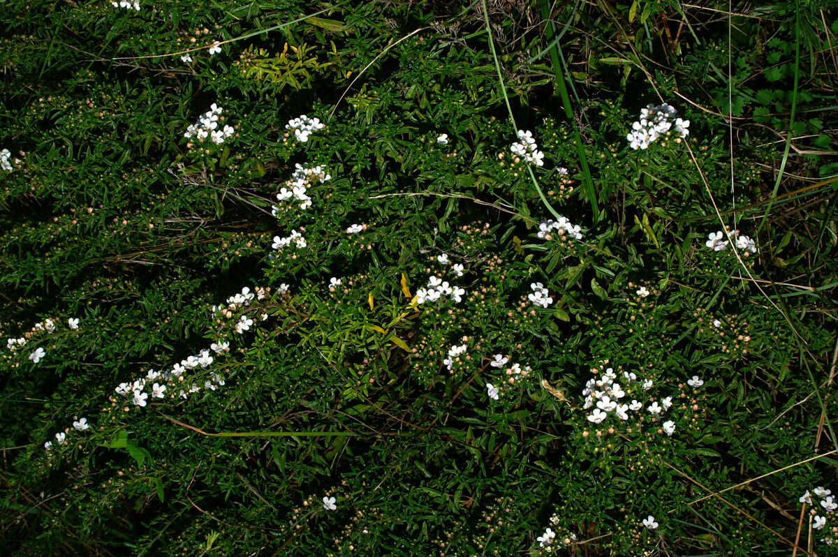 Image of perennial savory