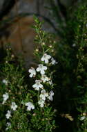 Image of perennial savory