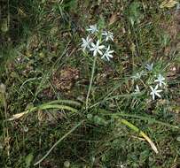 Image of Ornithogalum narbonense L.