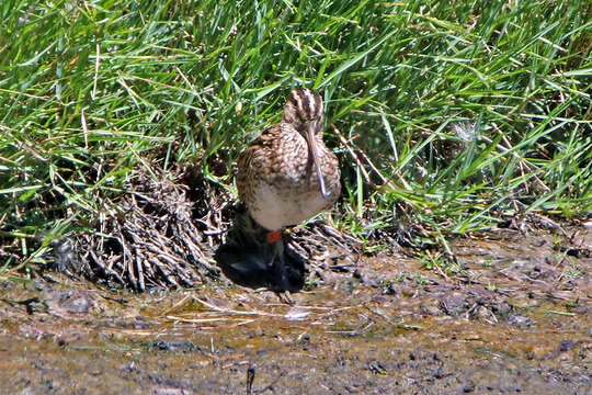 Image of Japanese Snipe