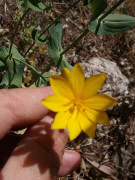 Image of Blackstonia grandiflora (Viv.) Pau