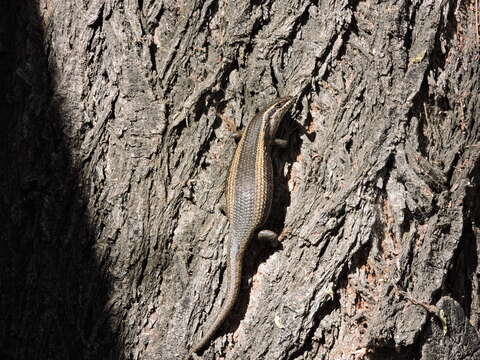 Image of Kalahari Tree Skink