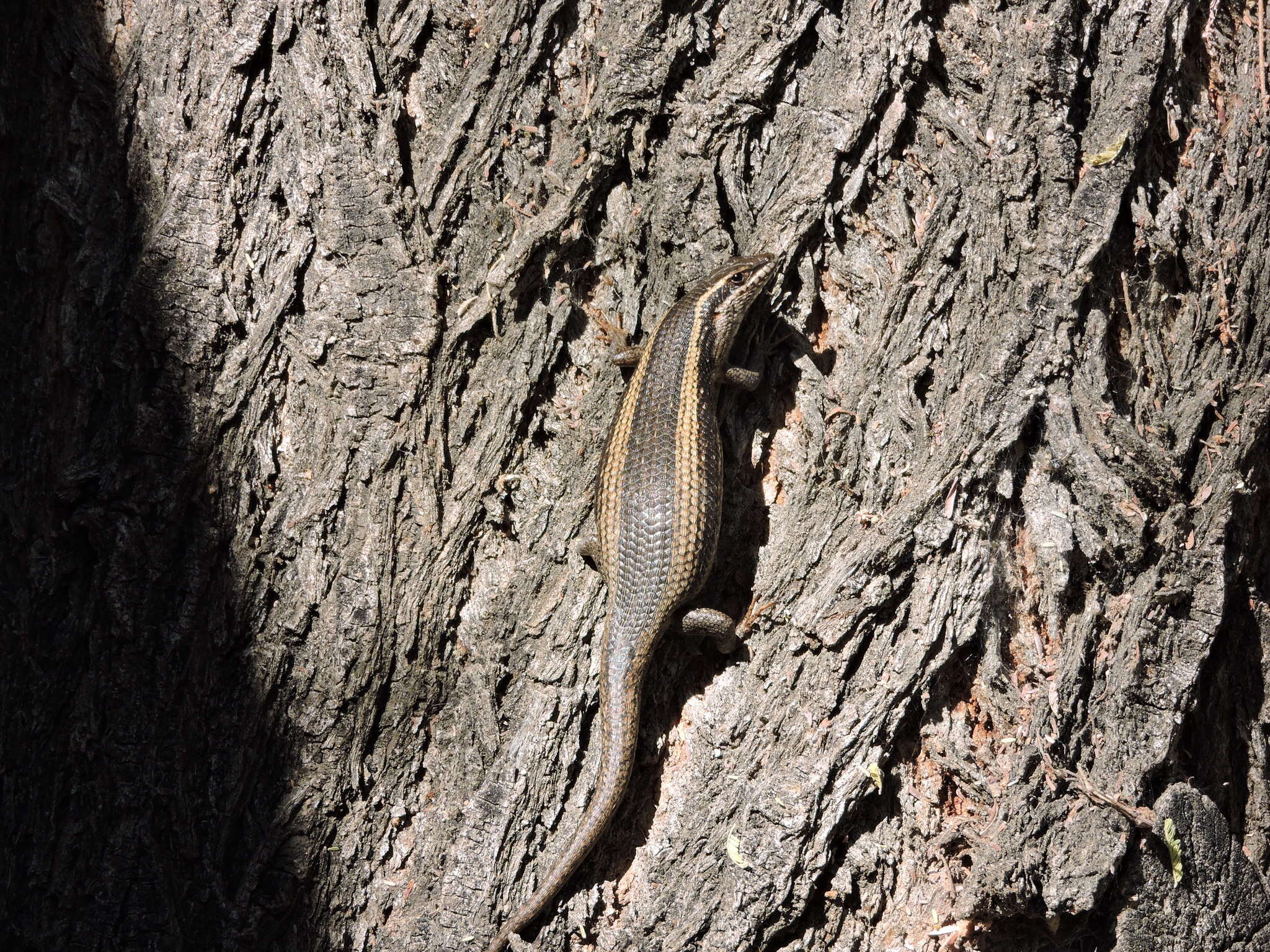 Trachylepis spilogaster (Peters 1882)的圖片