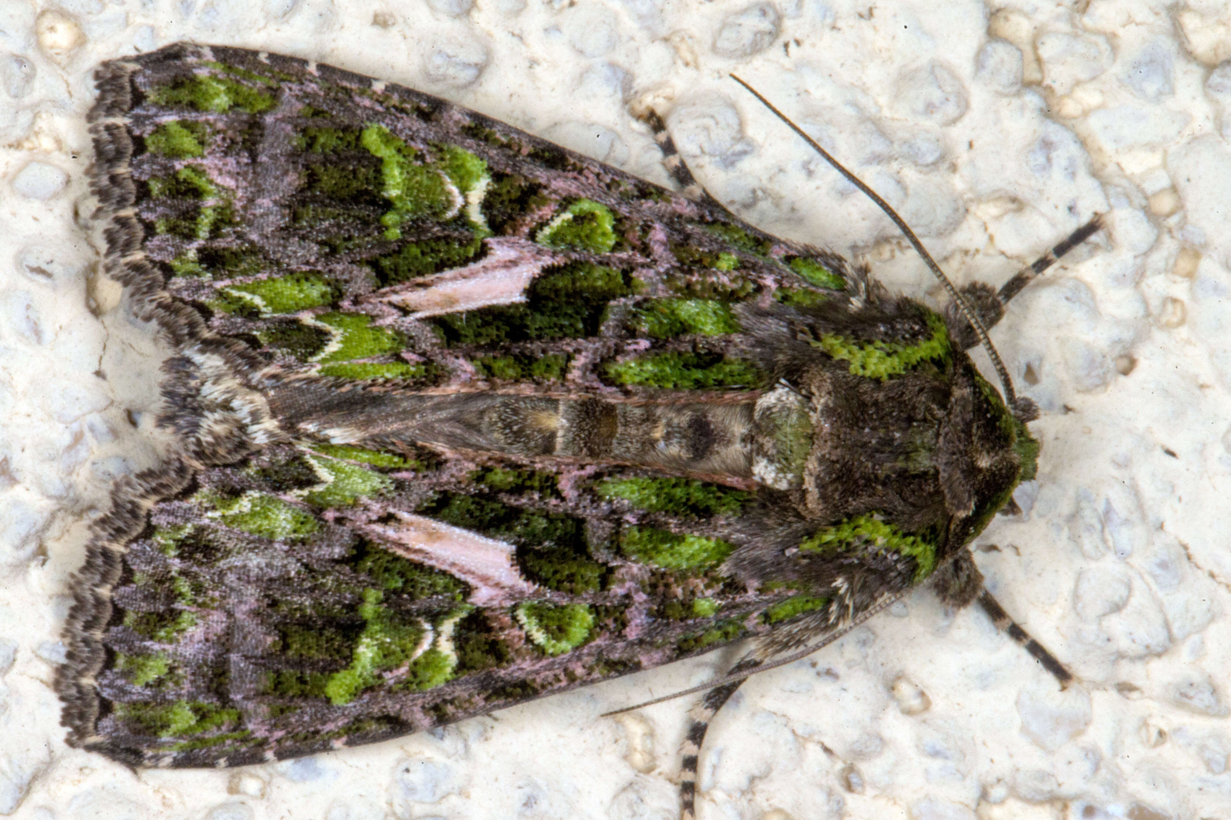 Image of orache moth