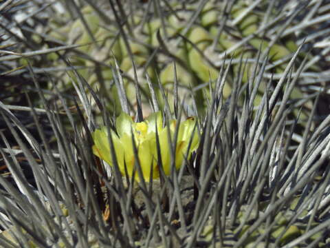 Copiapoa dealbata F. Ritter resmi