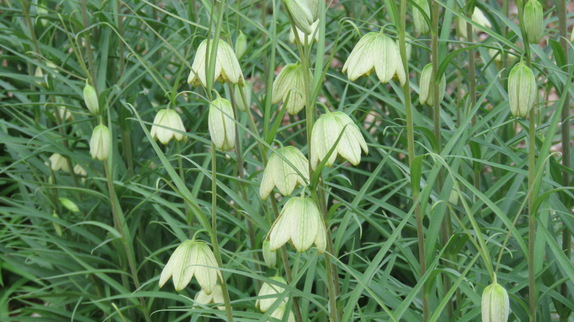 Image of Fritillaria thunbergii Miq.