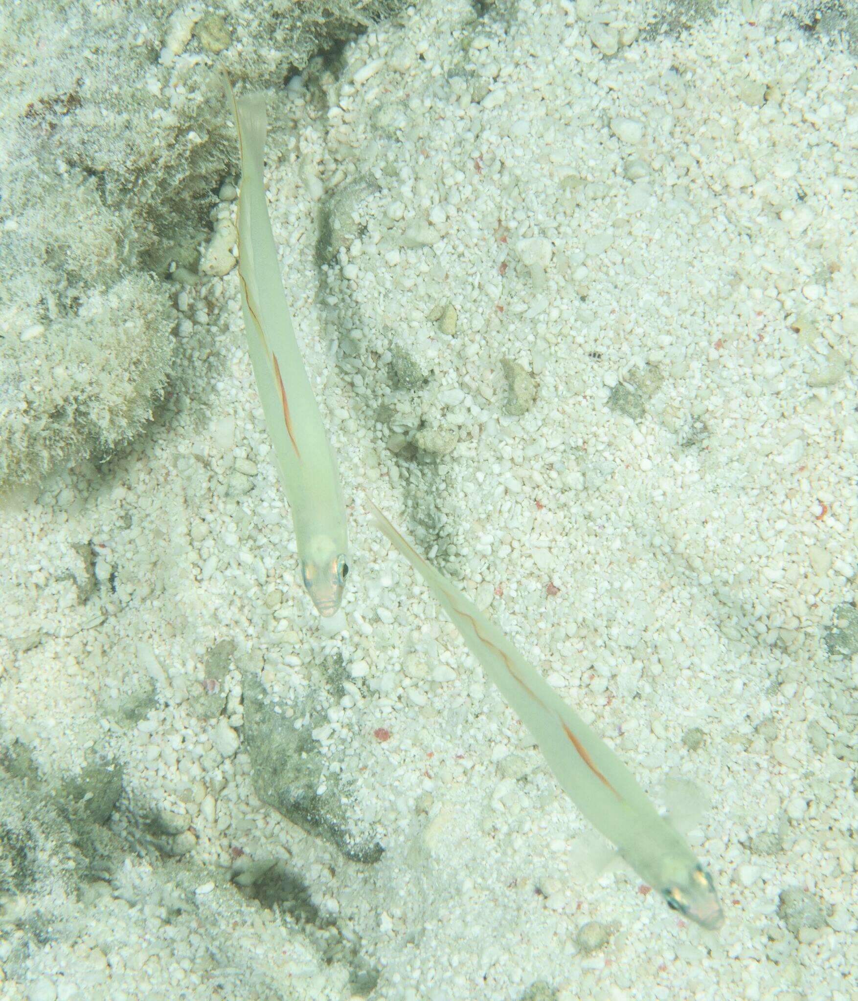 صورة Ptereleotris microlepis (Bleeker 1856)