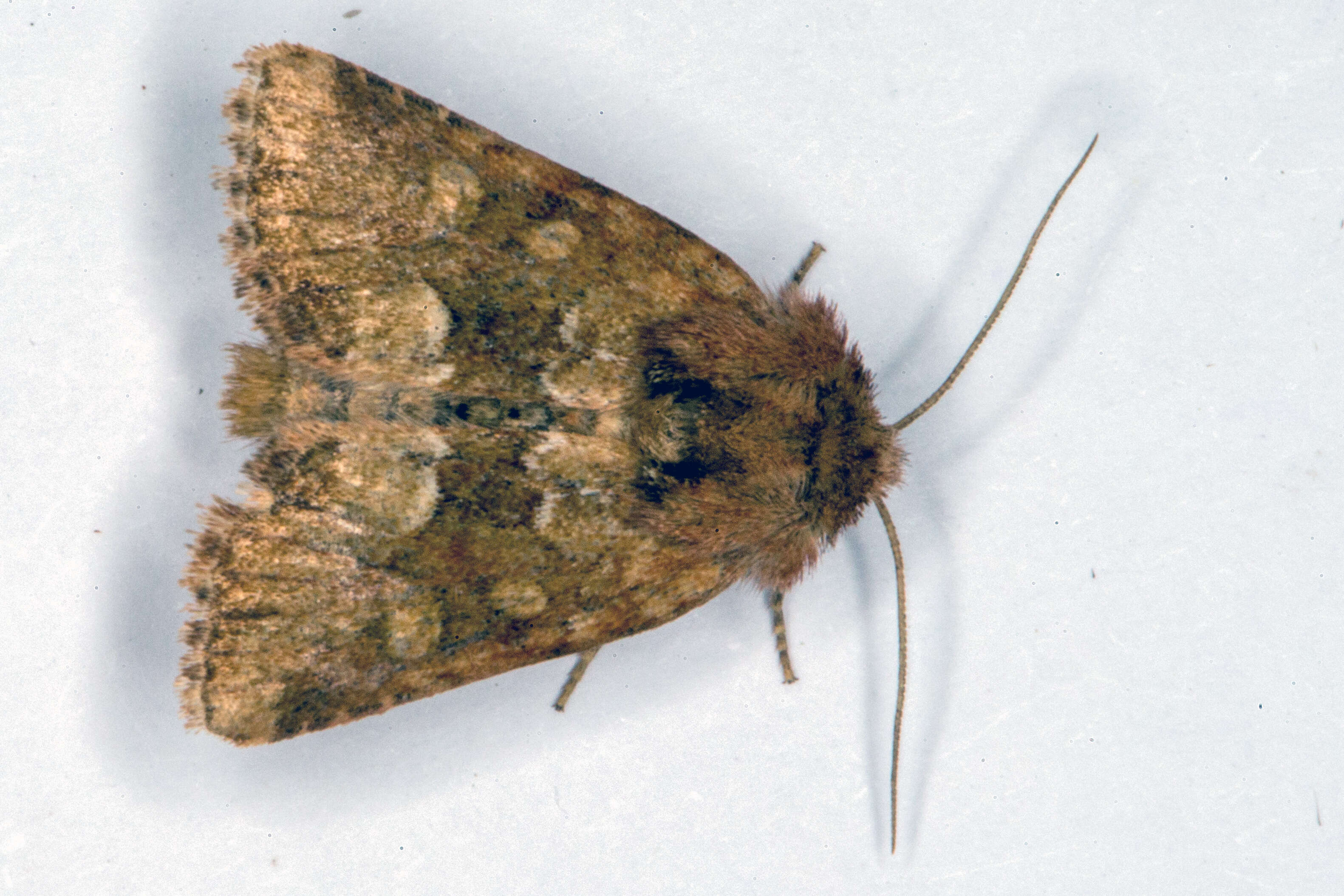 Слика од Oligia fasciuncula Haworth 1809