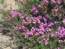 Image of Ruschia macowanii (L. Bol.) Schwant. apud Jacobsen