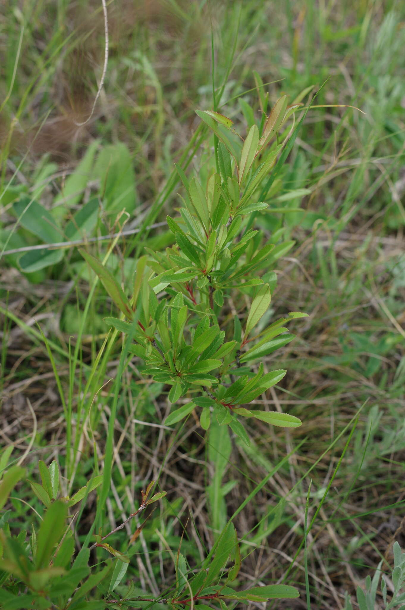 Plancia ëd Prunus tenella Batsch