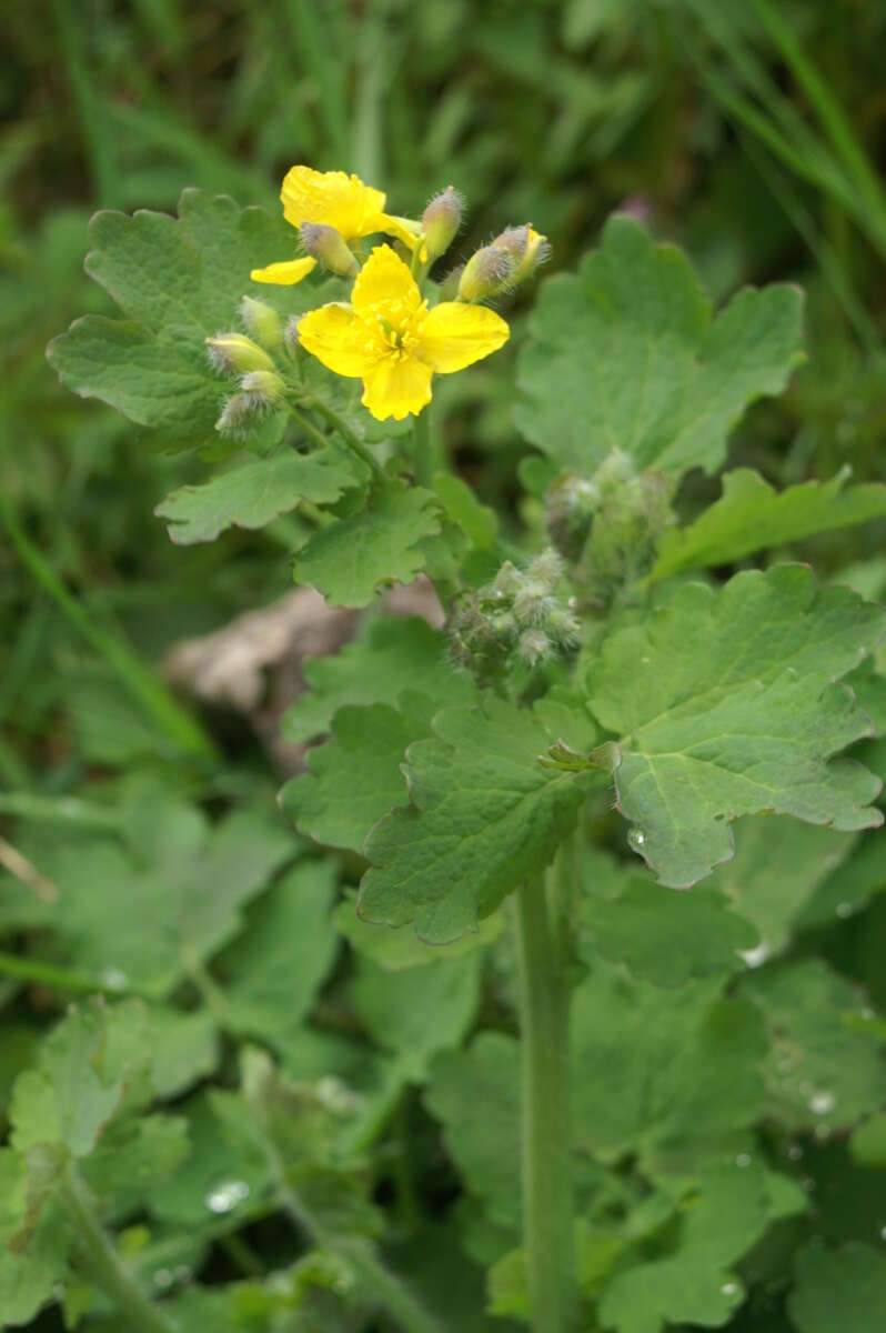 Image of celandine