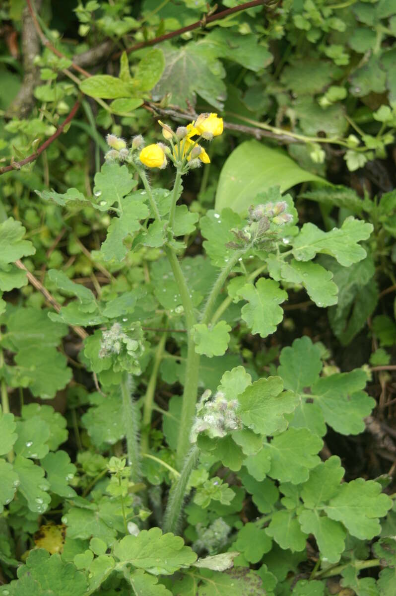 Chelidonium resmi