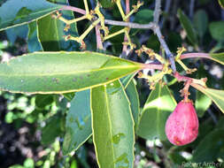 Image de Cassine peragua subsp. affinis (Sond.) R. H. Archer