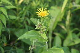 Inula helenium L. resmi