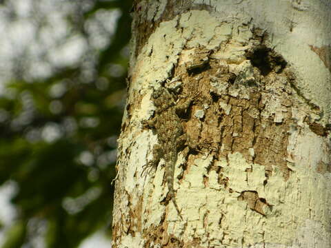 Image of Lundell's Spiny Lizard