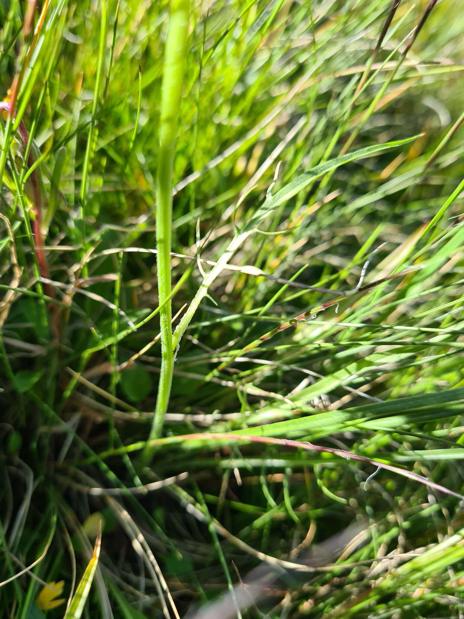 Image of Podospermum meyeri C. Koch