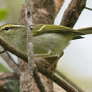 Image of Davison's Leaf Warbler