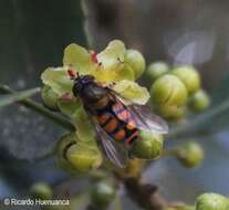 Image of Syrphus octomaculatus Walker 1836