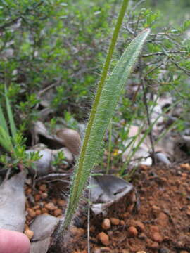 Image of Caladenia citrina Hopper & A. P. Br.