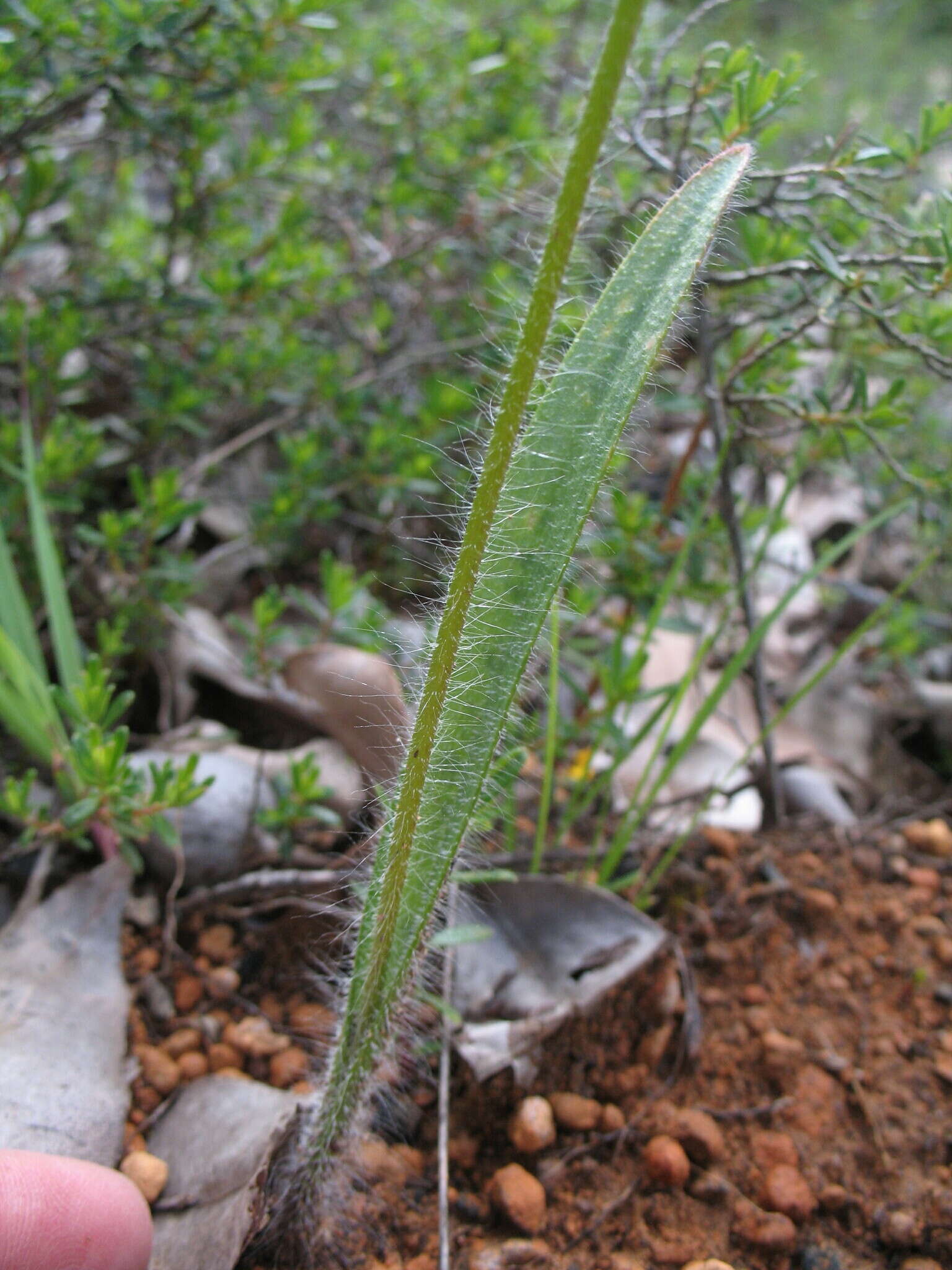 Imagem de Caladenia citrina Hopper & A. P. Br.