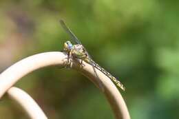 Image of Olive Clubtail