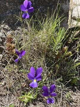 Image of Viola corsica subsp. ilvensis (W. Becker) Merxm.