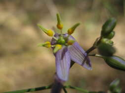 Image of Dianella longifolia var. grandis R. J. F. Hend.